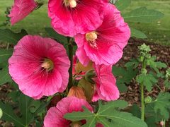 -星巴克(苏州建屋店)