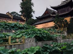 -鸡鸣赐茶(鸡鸣寺路店)