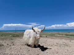 -青海湖国家重点风景名胜区