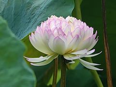 -云溪植物园