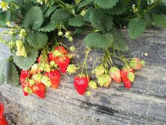 -碧桂园凤凰城酒店(南京店)