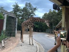 -清迈夜间动物园