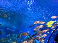 -太平洋海底世界