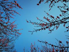 -杭州半山国家森林公园