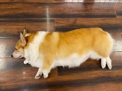 -豆柴町-柴犬主题狗咖(红鼎国际C座店)