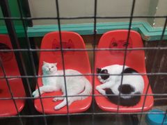 -猫咪博物馆(顶澳仔猫街店)