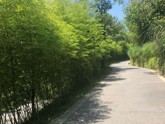 -都江堰中华大熊猫苑