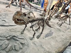 -国家自然博物馆