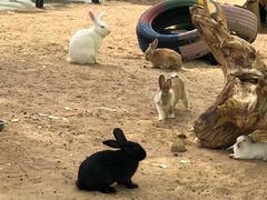 -鄂尔多斯野生动物园