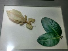 -上海昆虫博物馆