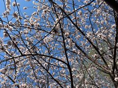 -桃花堤公园