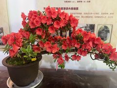 -上海醉白池公园