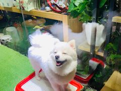 -Goku PET SHOP宠物视觉生活馆(双井店)