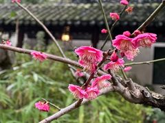 -豫园
