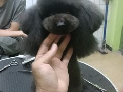 -沐沐家宠物(成寿寺店)