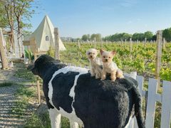 -安德鲁户外烧烤帐篷营地(马泉营店)