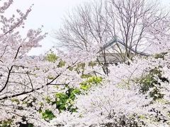 -武汉大学-樱园