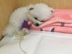 -美联众合动物医院·24h京西诊疗中心