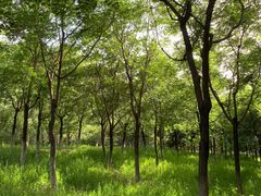 -大兴滨河森林公园