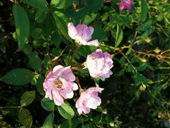 android_upload_pic-瑶湖郊野森林公园