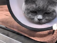 -佑安动物医院·全科·内窥镜中心(幸福巷店)