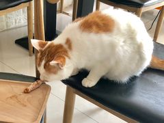 -平行世界·猫咖(首经贸店)