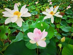 -莲花池公园