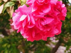 -海棠花溪(元大都城垣遗址公园)