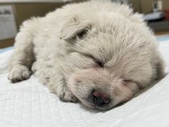 -安安宠医·臻爱宠物医院(簇锦北路分院)