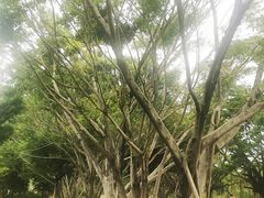-福田红树林生态公园
