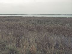 -哈素海