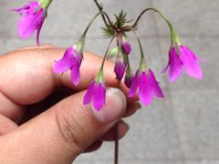 -芦芽山旅游度假区