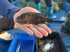 -海南清水湾莱佛士酒店