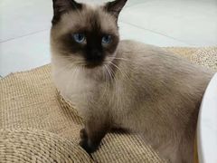 -Heymao猫咖.咖啡厅(东门店)