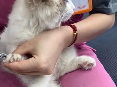 -创凡宠物医院·骨专科  猫科中心(西乡分院)