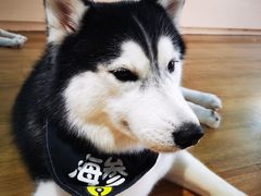 -Husky Go! 哈士奇体验馆·宠物咖啡厅狗咖