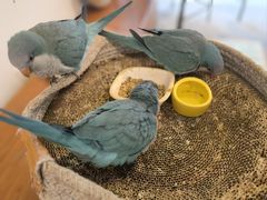 -吉丁鸟咖·异宠·寄养