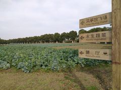 -上海都市菜园