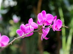 -石家庄市植物园