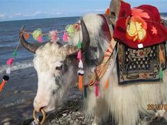 -青海湖国家重点风景名胜区