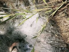 -小桂湾