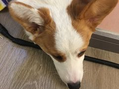 -浣熊柯尔鸭土拨鼠·电玩咖