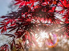 -大连植物园
