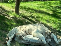 -北京野生动物园