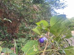 -普陀山风景区-佛顶山