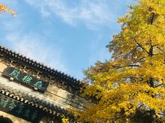 -灵谷景区