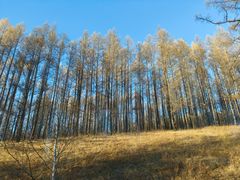 -莫尔道嘎国家森林公园