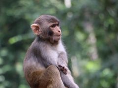 -西双版纳原始森林公园