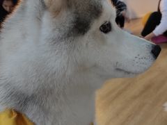 -Husky Go! 哈士奇体验馆·宠物咖啡厅狗咖