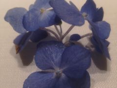 -悦融琥珀·京鲁菜·海味珍品(西单店)